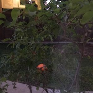 Meet your Posher, Setareh